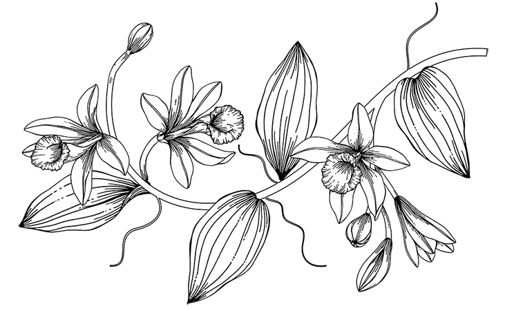 Vanilla Flower
